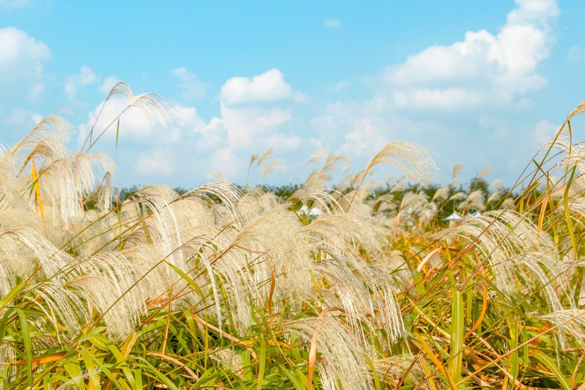 Champ de graminées sèches destiné à la production de biomasse